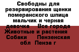 Свободны для резервирования щенки померанского шпица мальчик и черная девочка  - Все города Животные и растения » Собаки   . Пензенская обл.,Пенза г.